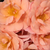 Narancssárga - Virágágyi floribunda rózsa - Alison 2000